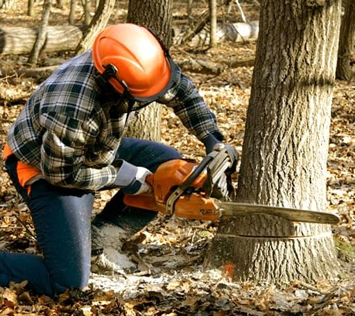 Tree Removal in Peck, ID